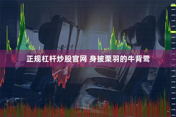 正规杠杆炒股官网 身披栗羽的牛背鹭